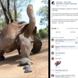 Fake picture of 344-year-old tortoise circulating online